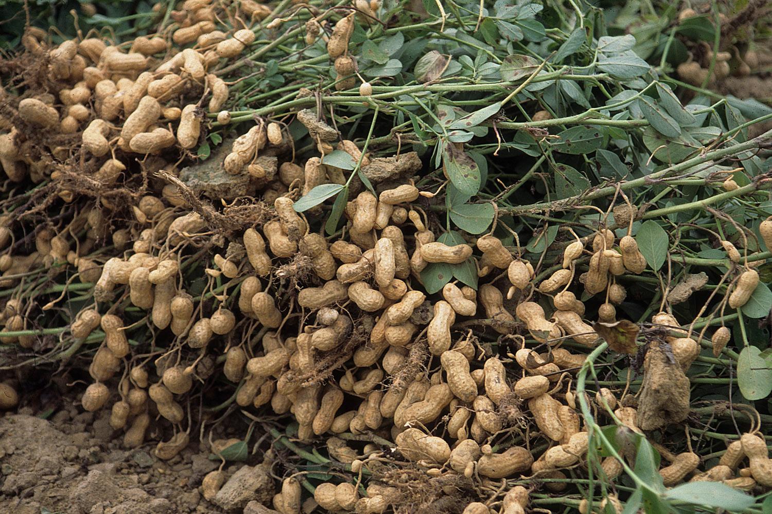 Groundnut in Shell
